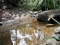 102 Cairns Tropical Zoo